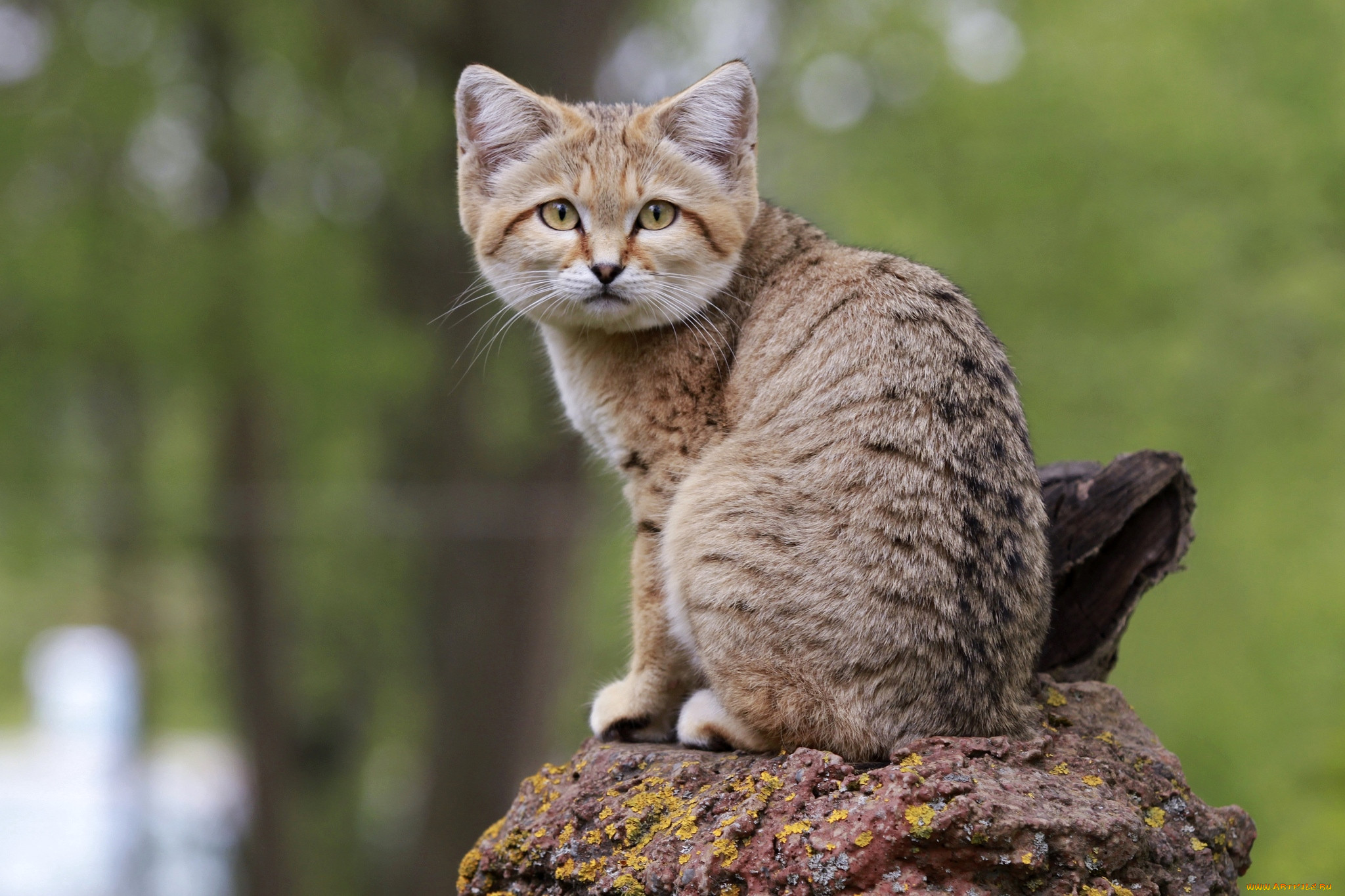 Нубийская кошка фото